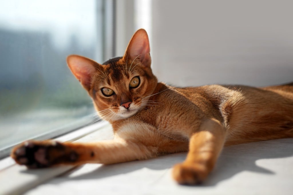 abyssinian cat lying next to window