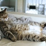 cat lying on couch exposing belly