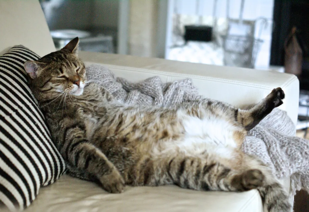 cat lying on couch exposing belly