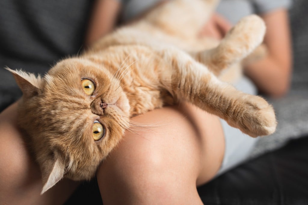 Funny exotic shorthair cat laying on woman's knees