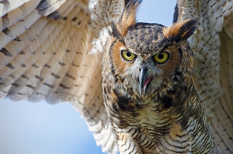 Great horned owl