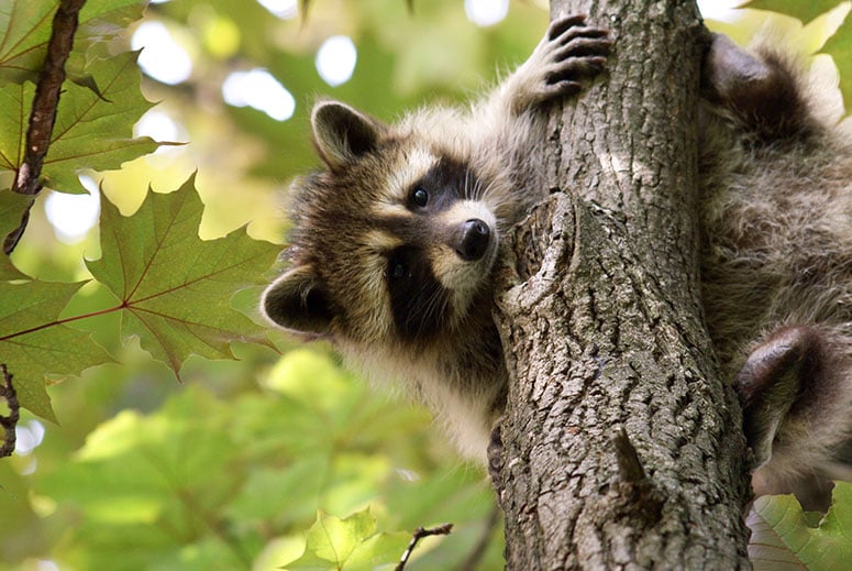 Raccoon in a tree