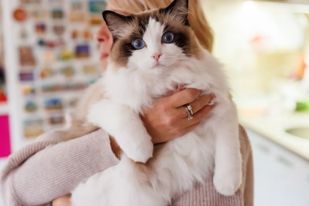 woman holding ragdoll cat