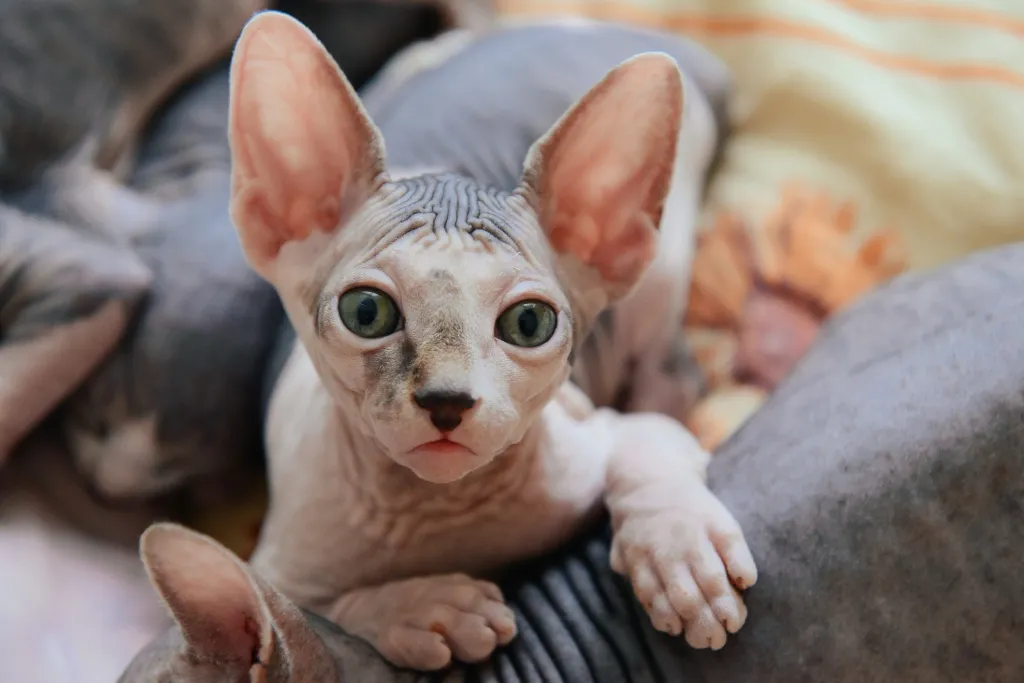 Sphynx kitten with its siblings