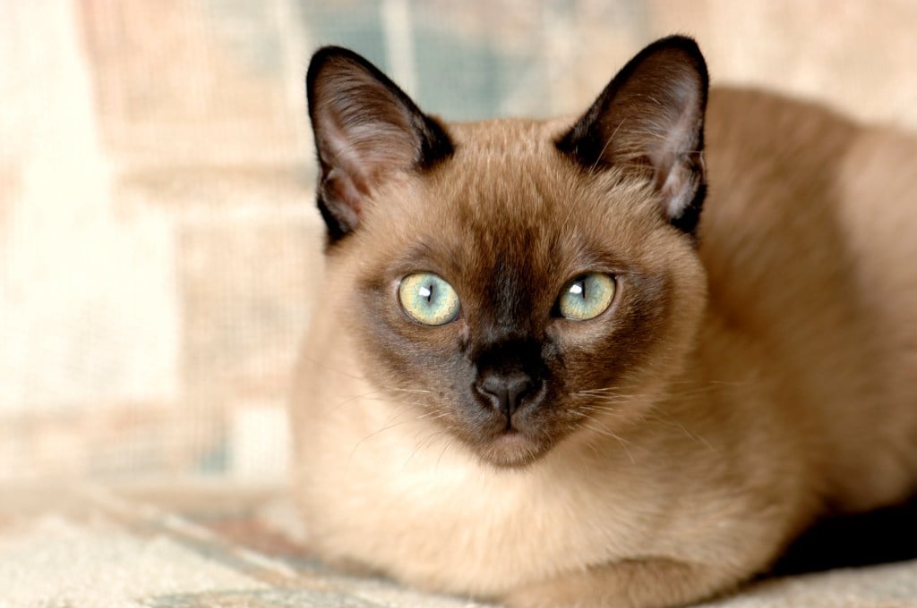 A purebred Tonkinese male kitten