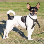 toy fox terrier standing in grass