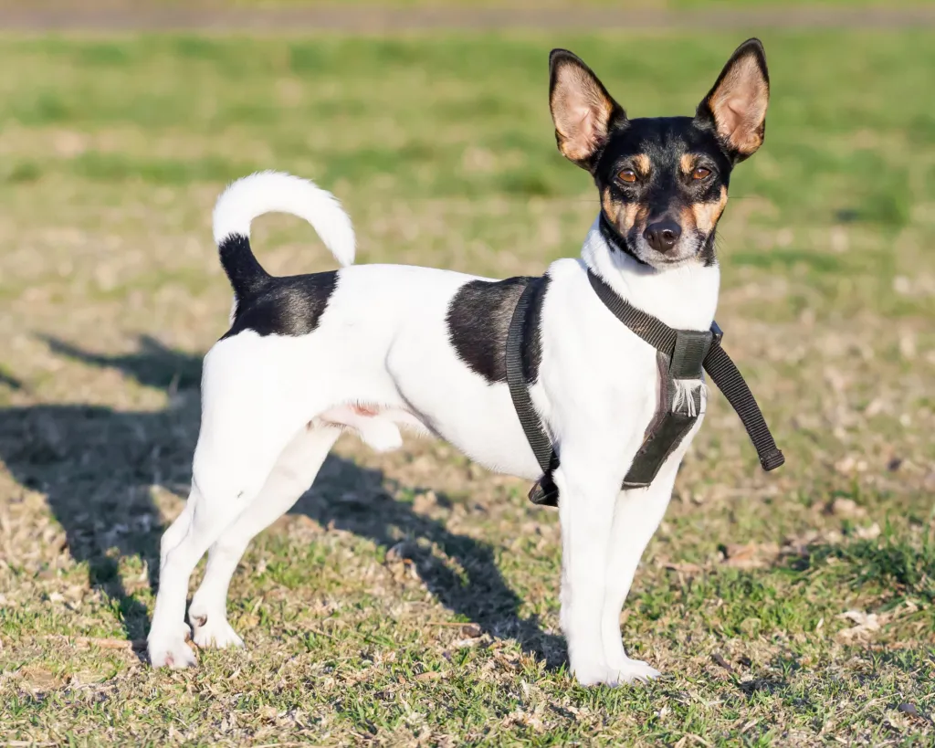 toy fox terrier standing in grass