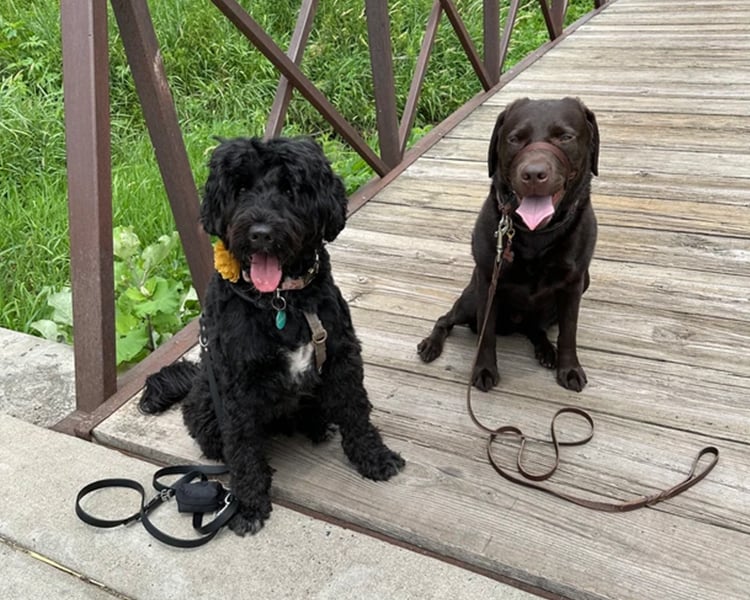 Two service dogs