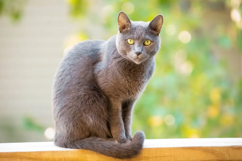 Russian blue cat sitting on wooden ledge