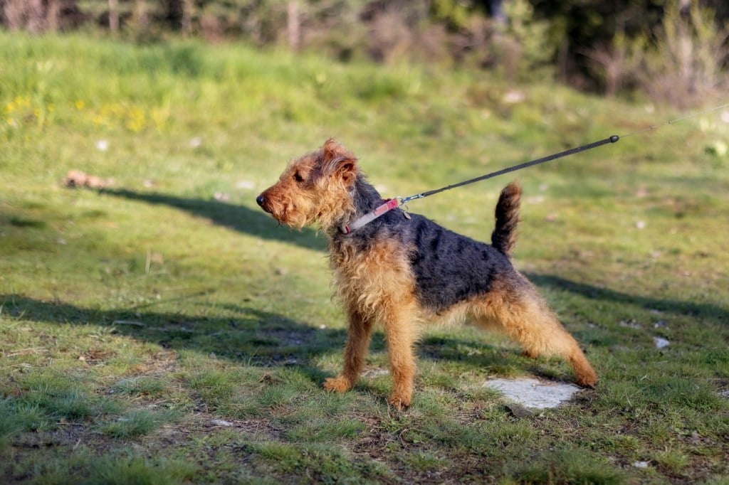 Welsh terrier dog outside on leash