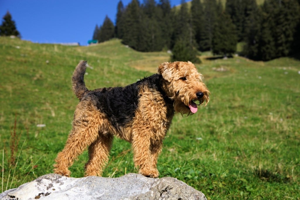 Welsh terrier dog outside standing on a boulder