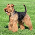 Welsh Terrier in a summer garden