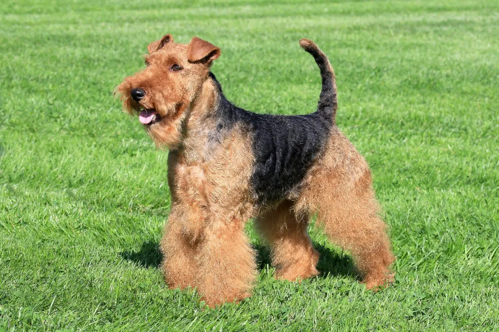 Welsh Terrier in a summer garden