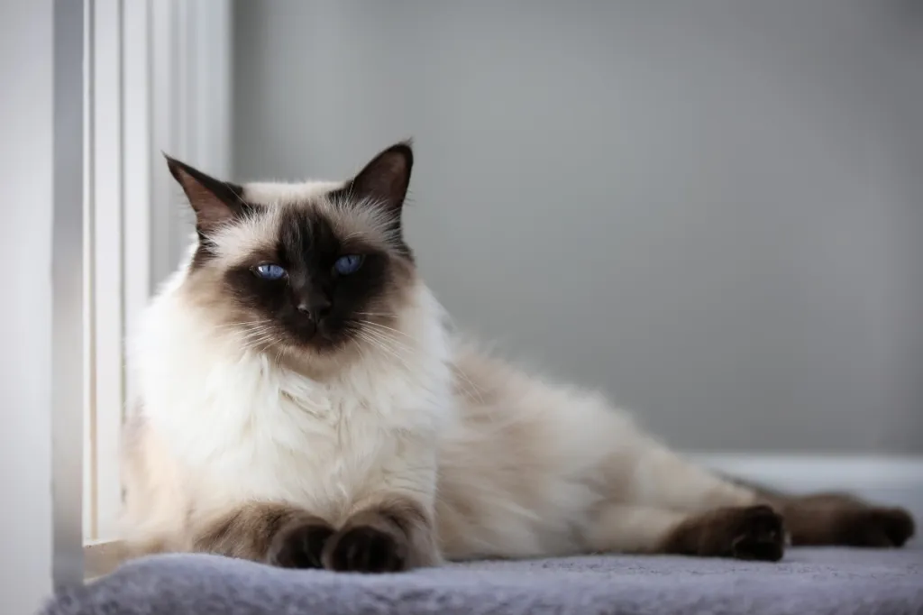 Balinese cat lying on bed