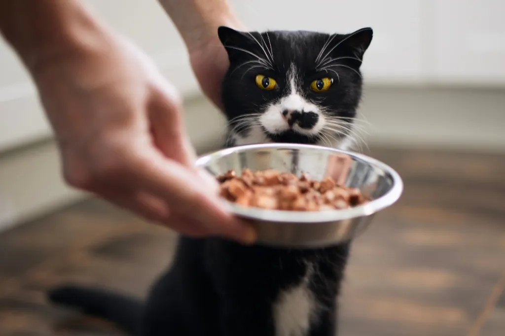 hand offering food bowl to black cat