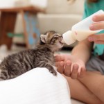 kitten drinking from bottle