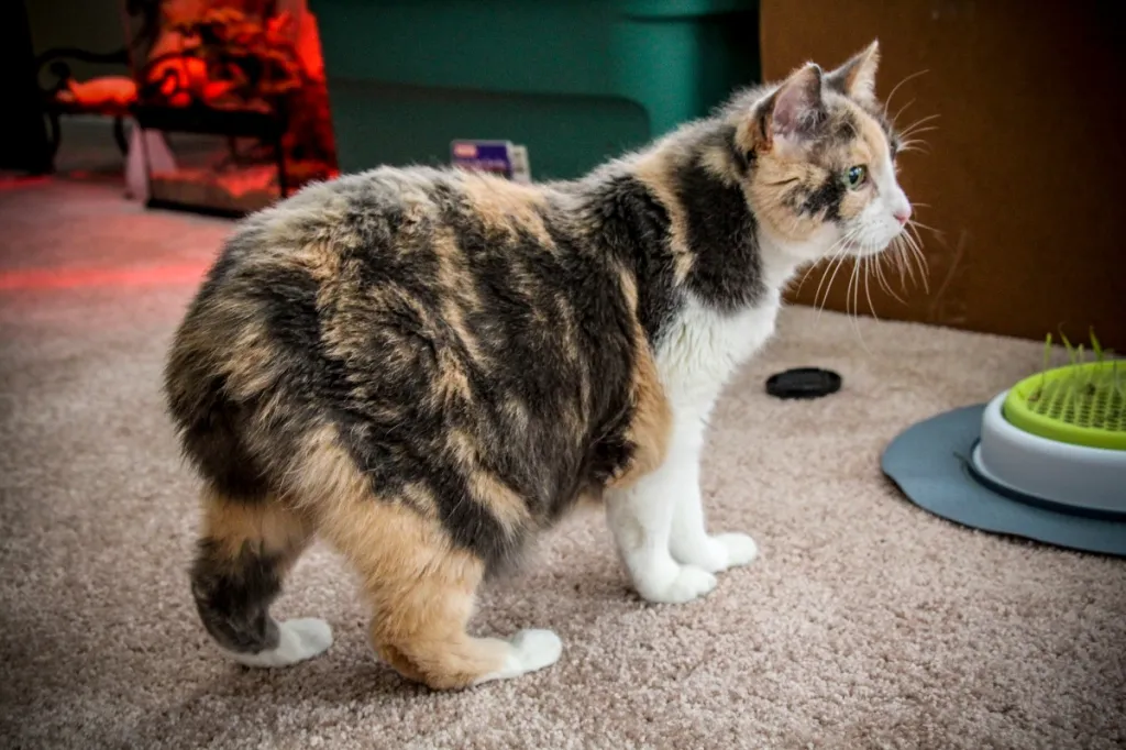 manx cat inside next to cat toy