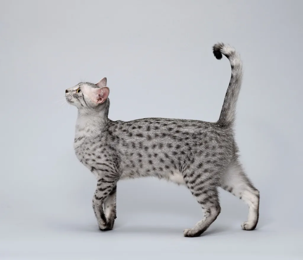 profile of Egyptian mau cat standing