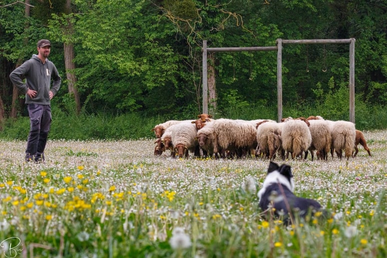 Dog herding sheep in France