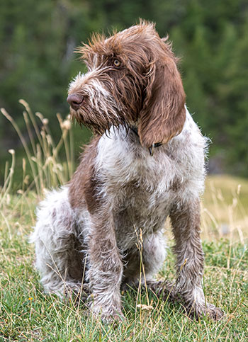 Spinone Italiano dog