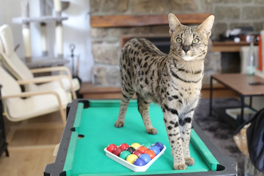 spotted Savannah cat standing on pool table