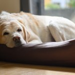 An elderly labrador is dozing in his bed.