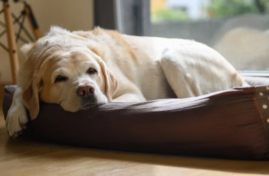 An elderly labrador is dozing in his bed.