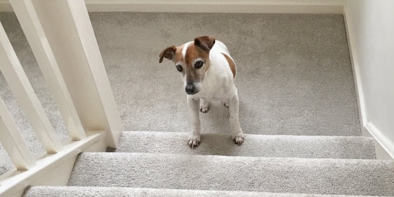 Senior dog on stairs 