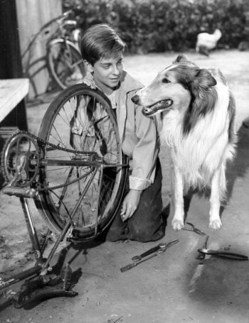 Lassie, the movie star dog