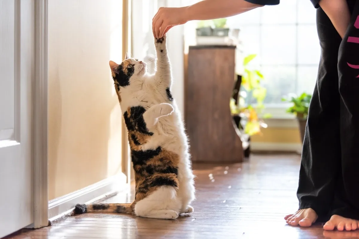 cat high fiving human training