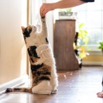 cat high fiving human training