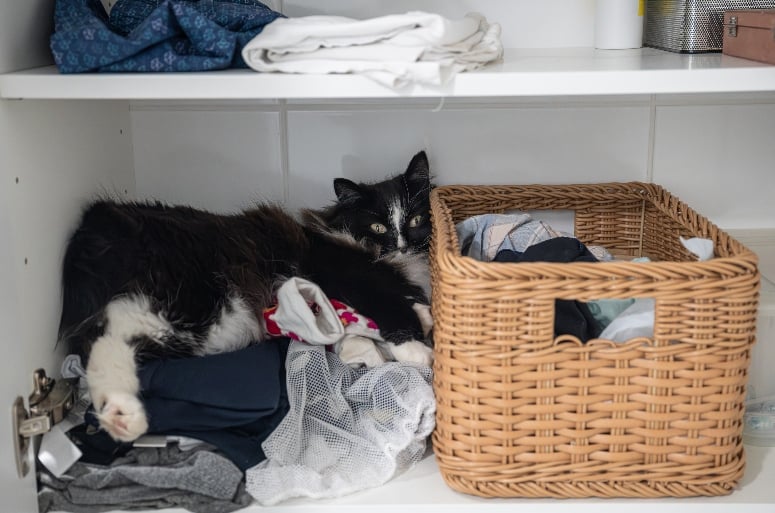 cat in a laundry basket