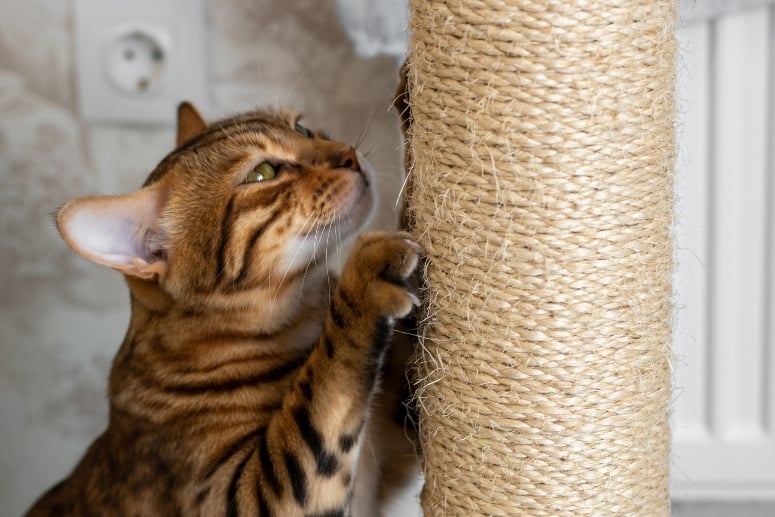 Spotted domestic cat sharpening claws on a scratching post,