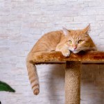 Cat relaxing on a platform