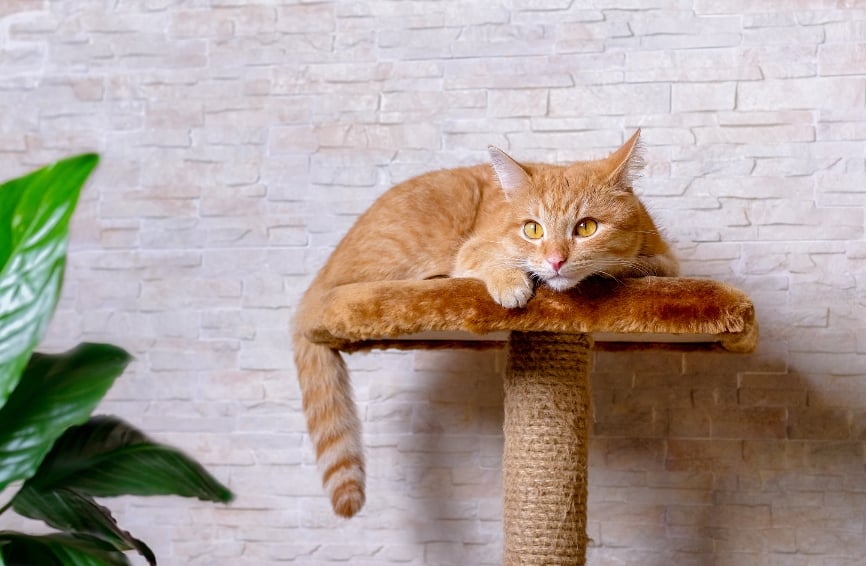 Cat relaxing on a platform