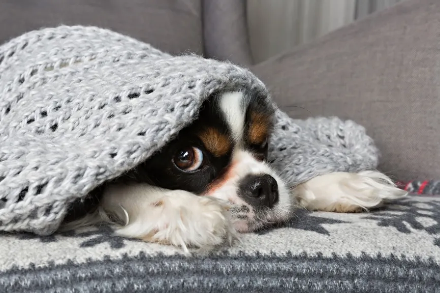 Dog under a blanket