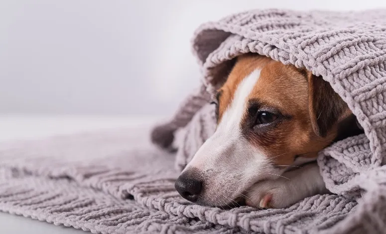 Dog under a blanket