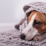 Dog under a blanket