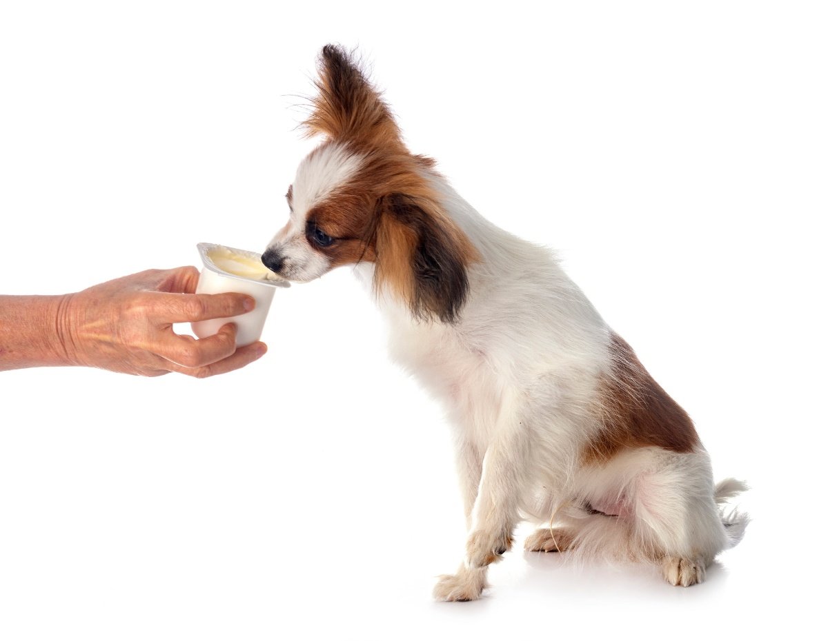 papillon dog in front of white background