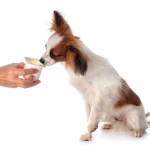 papillon dog in front of white background