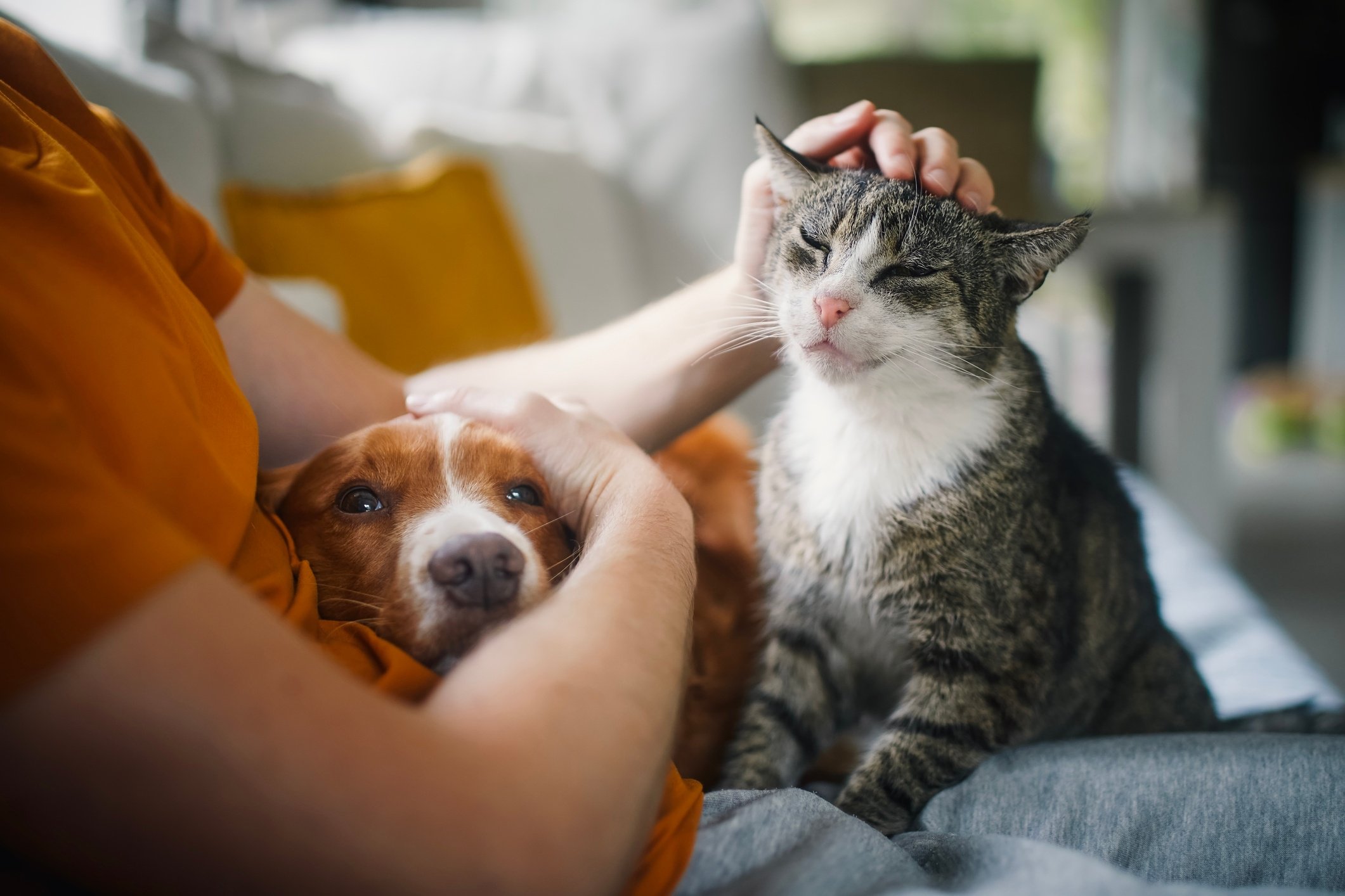 person cuddling dog and cat