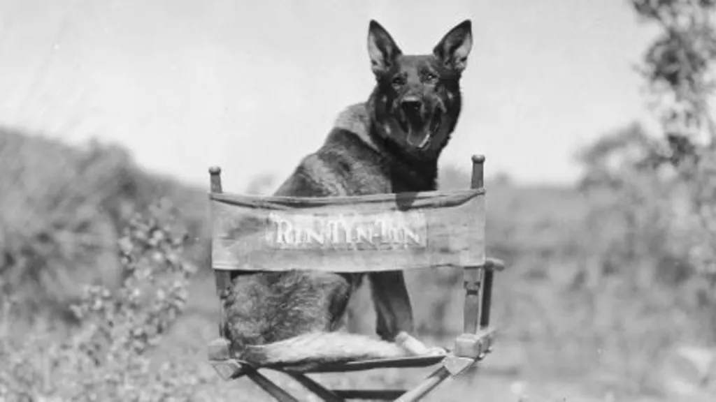 Rinty, as Rin Tin Tin