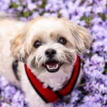 Crosby, a bichon-shih tzu mix