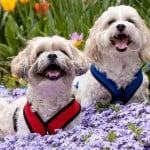 Crosby and Sidney, bichon-shih tzu mixes.