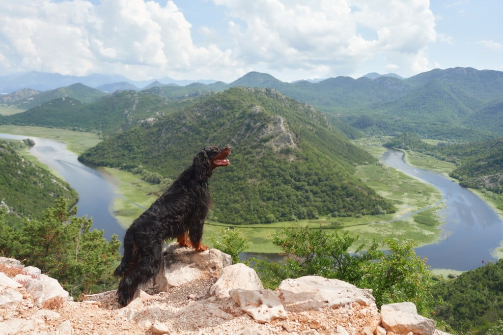 gordon setter dog on a hike overlooking beautiful mountain view