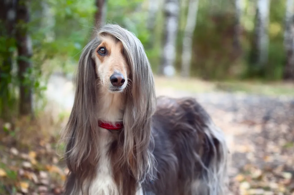 gray afghan hound dog standing in woods