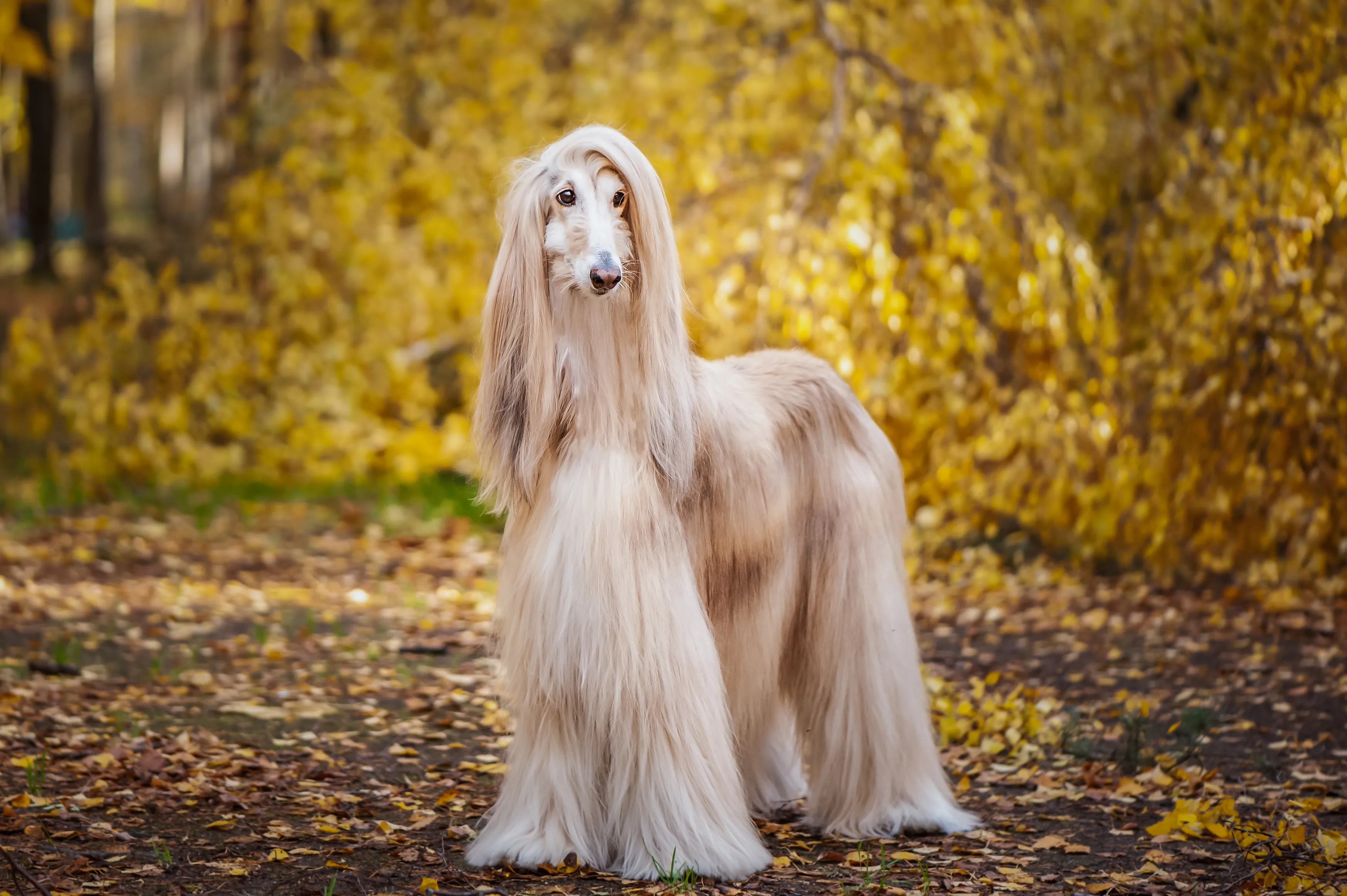 long-haired golden afghan hound dog standing in fall leaves