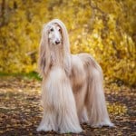 long-haired golden afghan hound dog standing in fall leaves