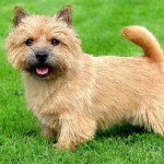 The portrait of Norwich Terrier in a garden