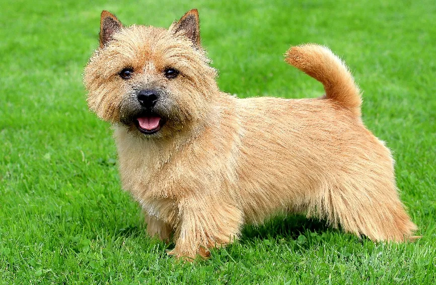 The portrait of Norwich Terrier in a garden